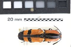 Foto (Dorsalansicht) von Abiphis nobilis (NHMW-ZOO-COL-0008207)
